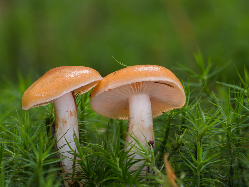 Cortinarius vibratilis